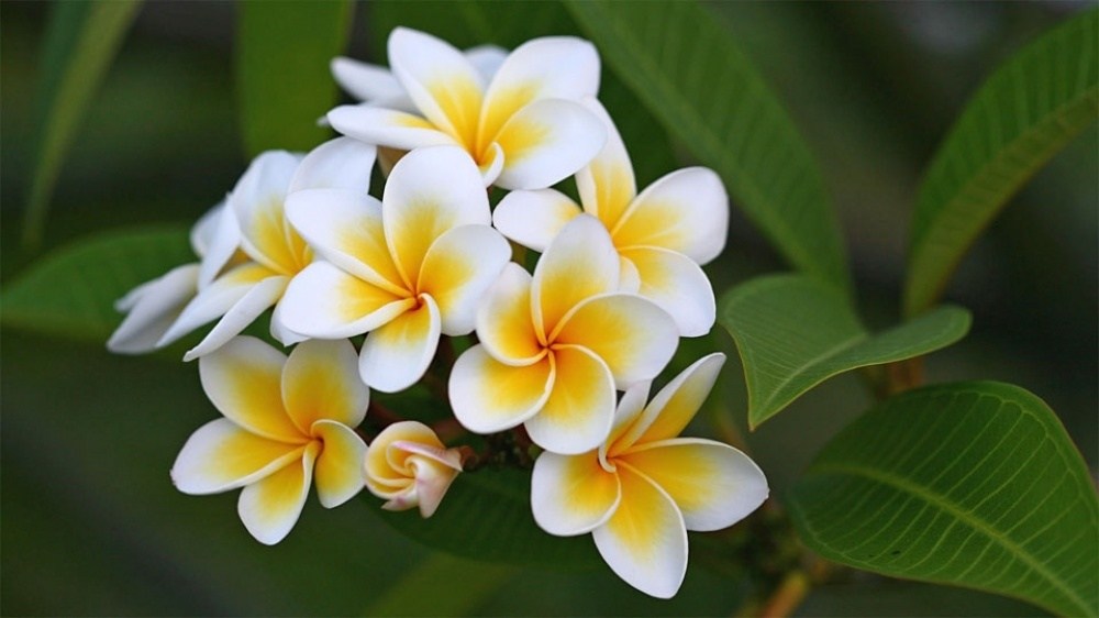 ลั่นทมแดง  Plumeria rubra L. <br/>Apocynaceae